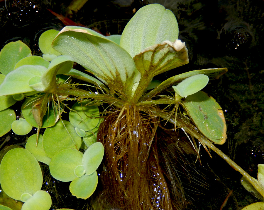 Image of Pistia stratiotes specimen.