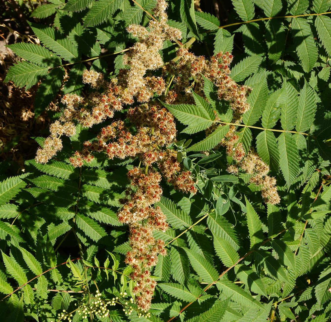 Image of Sorbaria sorbifolia specimen.