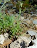 Asperula markothensis