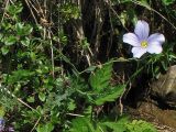 Linum extraaxillare