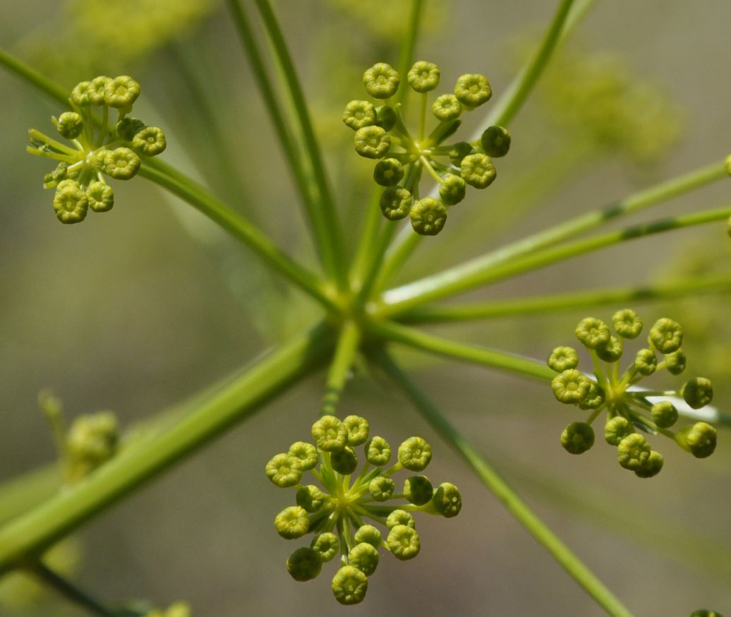 Изображение особи Opopanax hispidus.