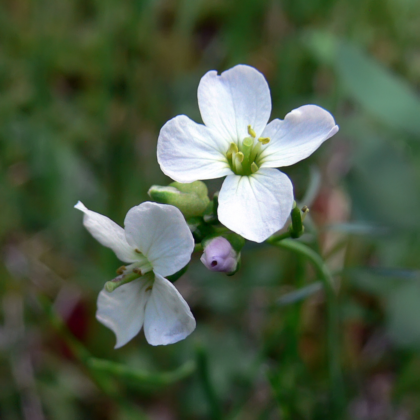 Изображение особи Cardamine dentata.