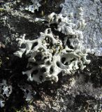 Image of taxon representative. Author is Геннадий Окатов