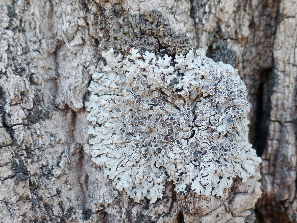 Image of genus Physcia specimen.