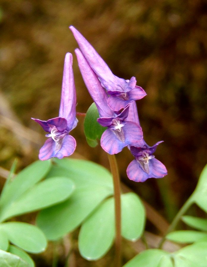 Изображение особи Corydalis solida.