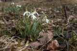 Galanthus nivalis