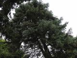 Abies concolor