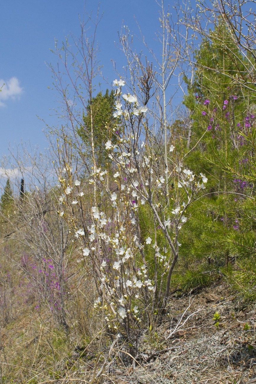 Image of Rhododendron dauricum specimen.