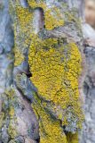 Candelariella xanthostigma. Слоевище на сосновой коре. Кировская обл., г. Кирово-Чепецк, лесопарк. 06.05.2017.