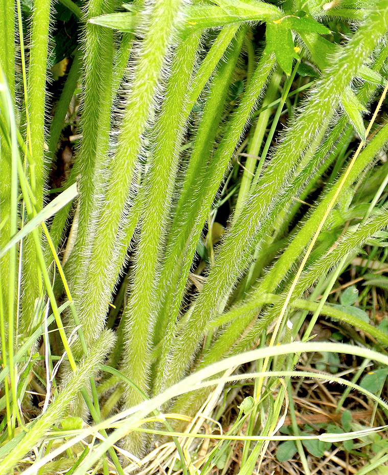 Изображение особи Ranunculus meyerianus.