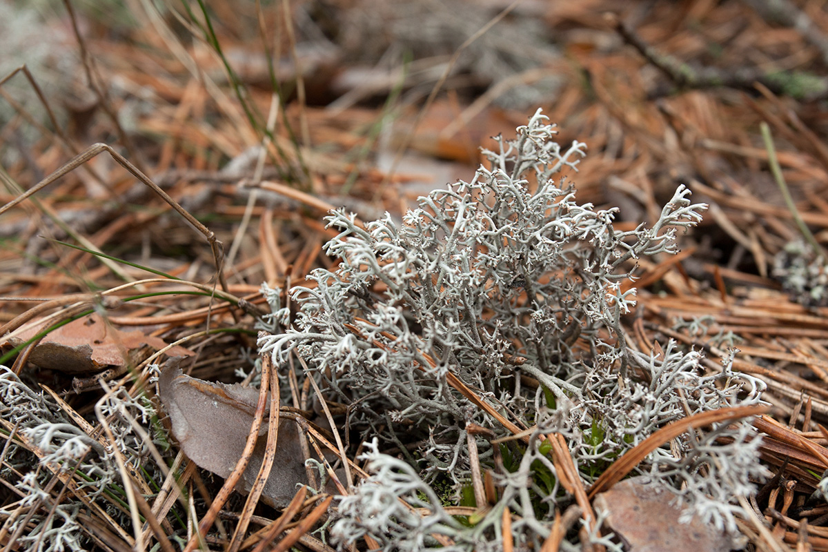 Image of Cladonia rangiferina specimen.