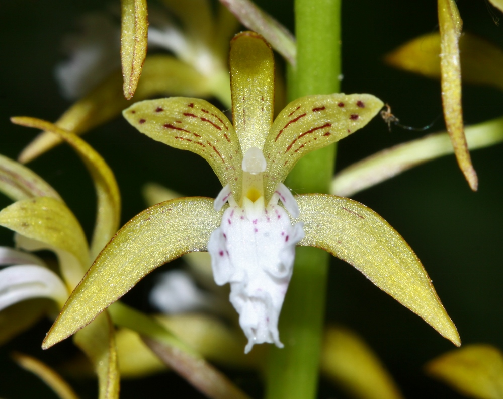 Image of Oreorchis patens specimen.