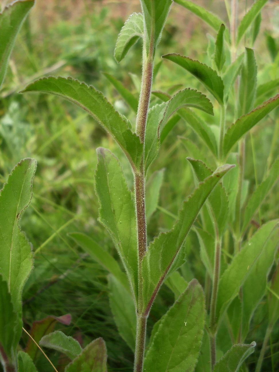 Image of Veronica spicata specimen.