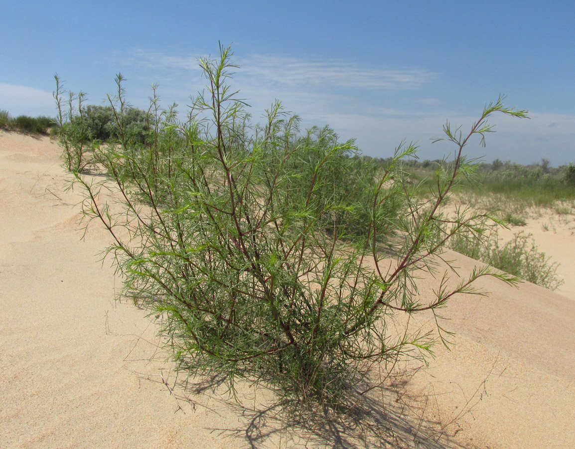 Image of Artemisia arenaria specimen.