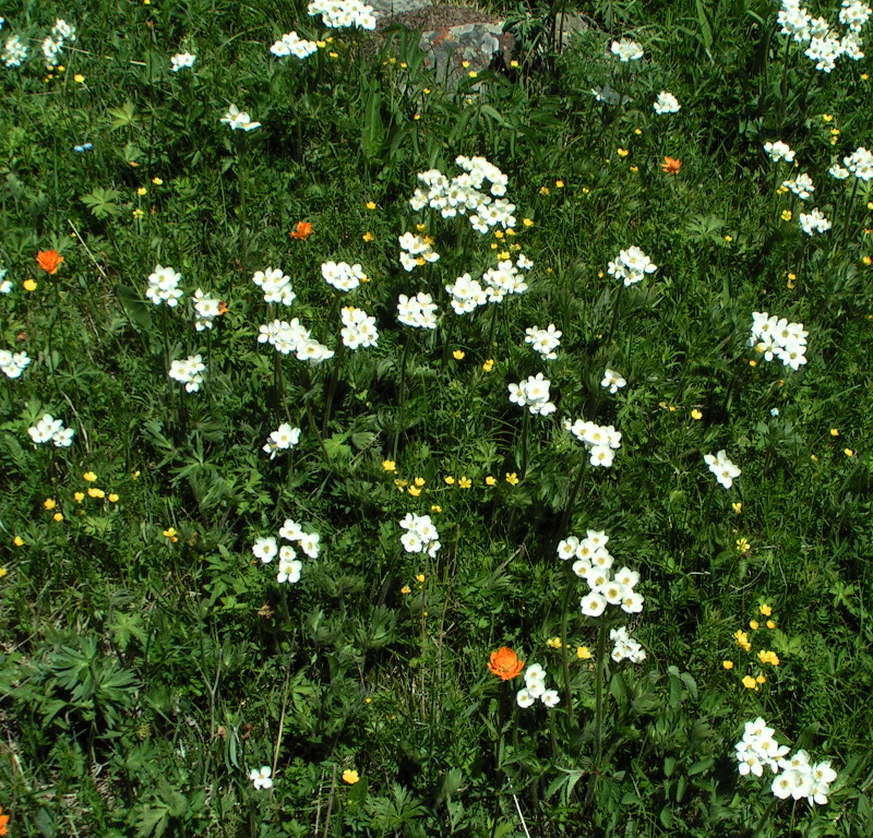 Image of Anemonastrum crinitum specimen.