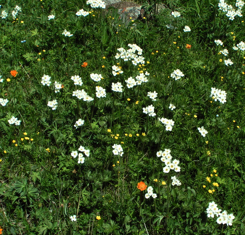 Изображение особи Anemonastrum crinitum.