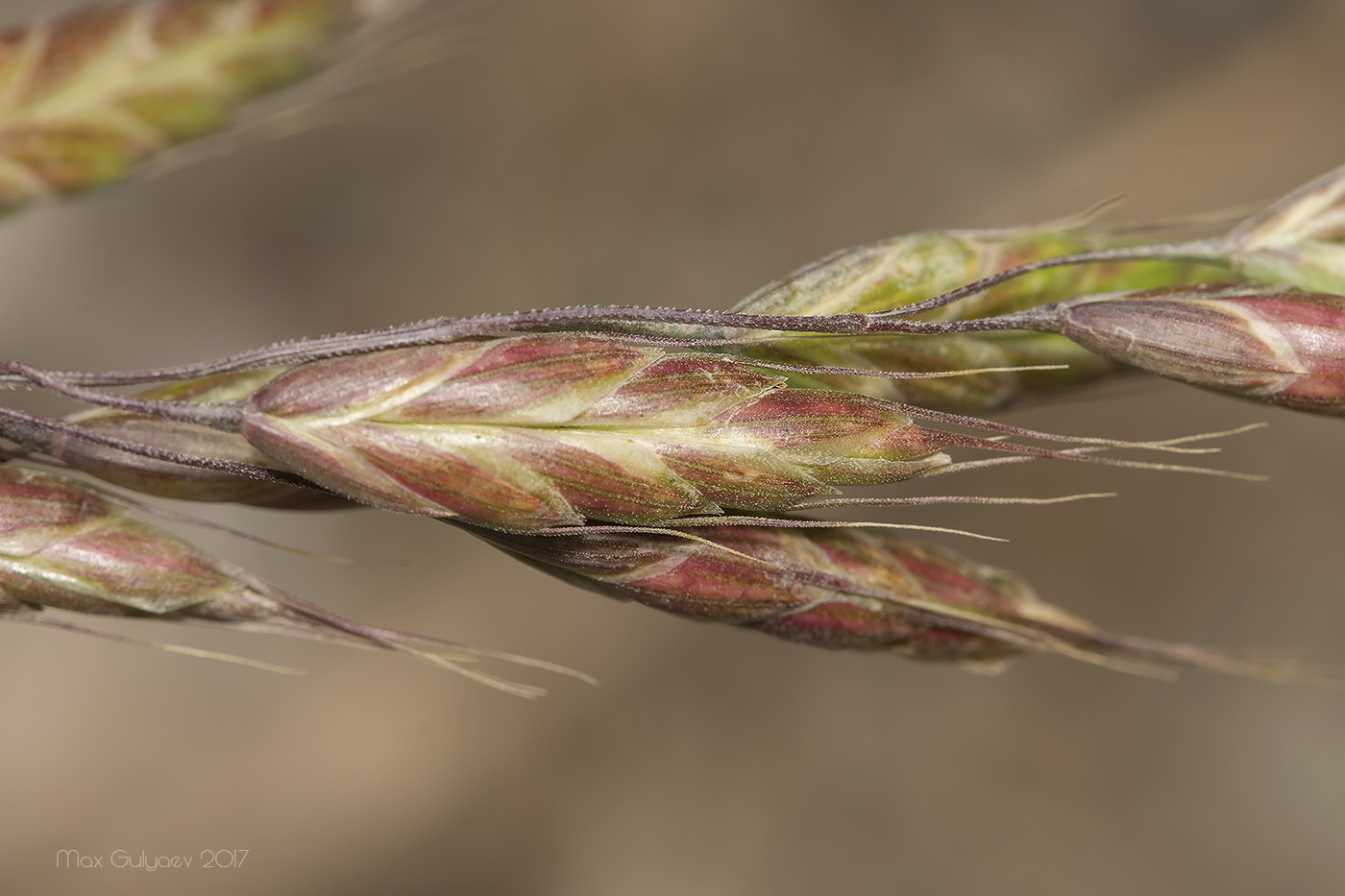 Image of Bromus arvensis specimen.