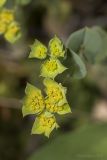 Bupleurum rotundifolium