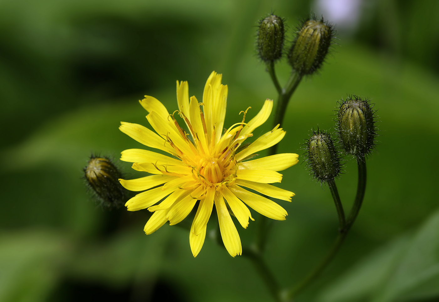 Image of Crepis paludosa specimen.