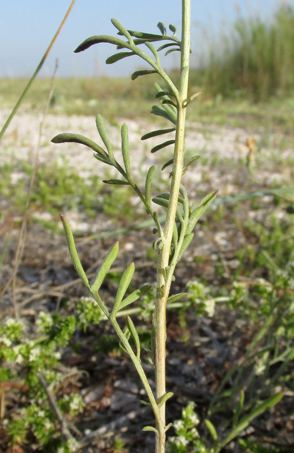 Image of Centaurea steveniana specimen.