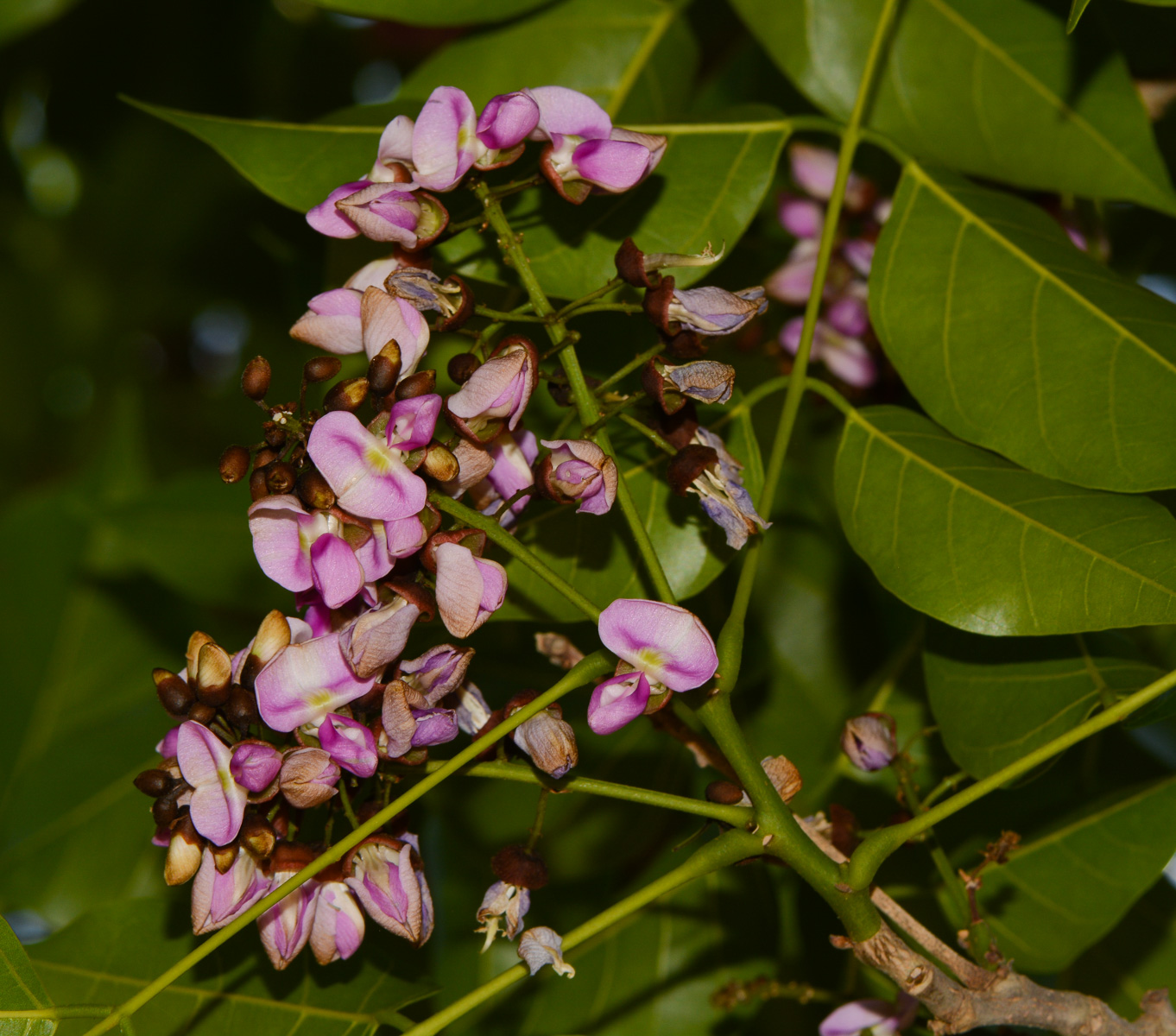 Изображение особи Pongamia pinnata.