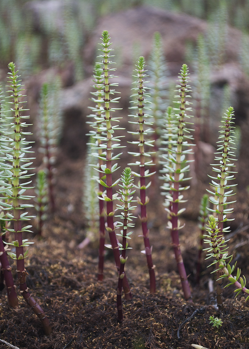Изображение особи Hippuris × lanceolata.