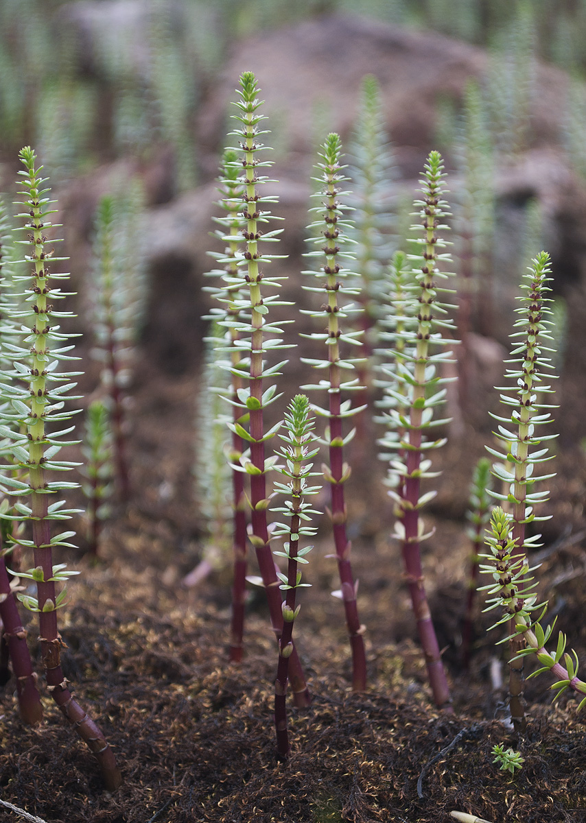 Изображение особи Hippuris &times; lanceolata.