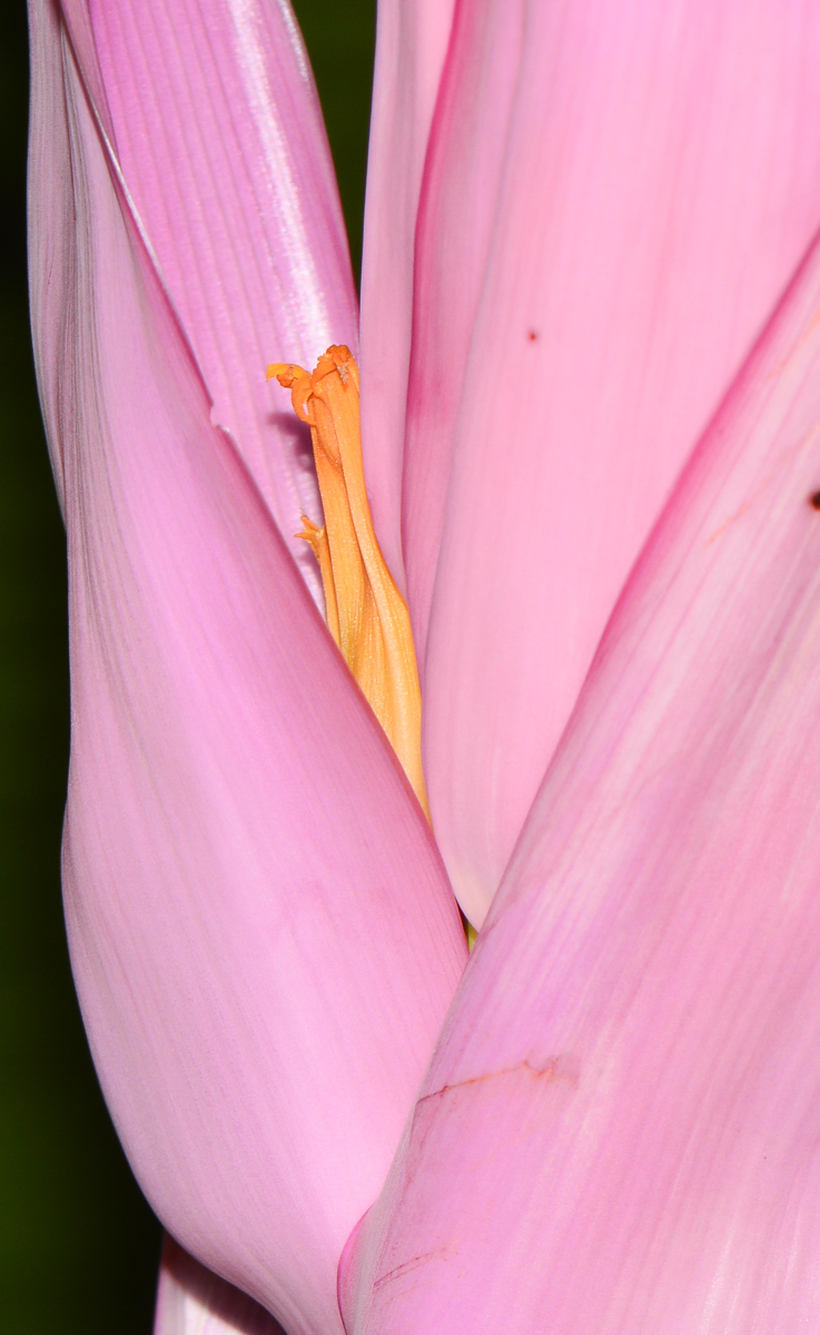 Image of genus Musa specimen.