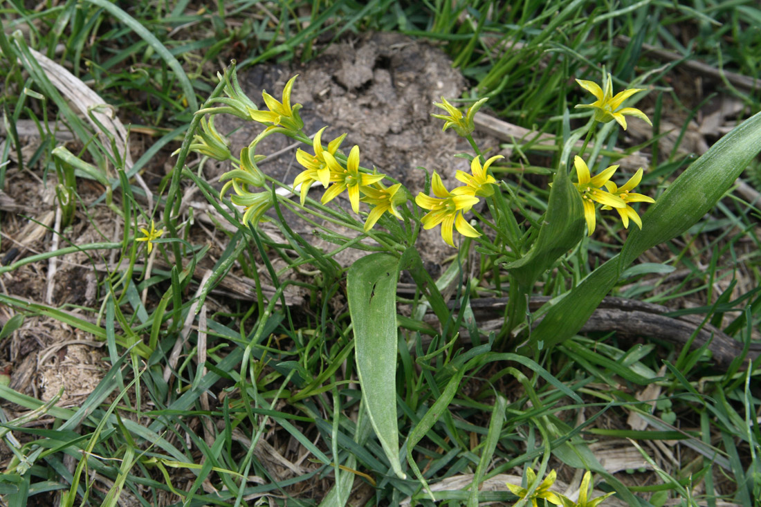 Изображение особи Gagea lowariensis.