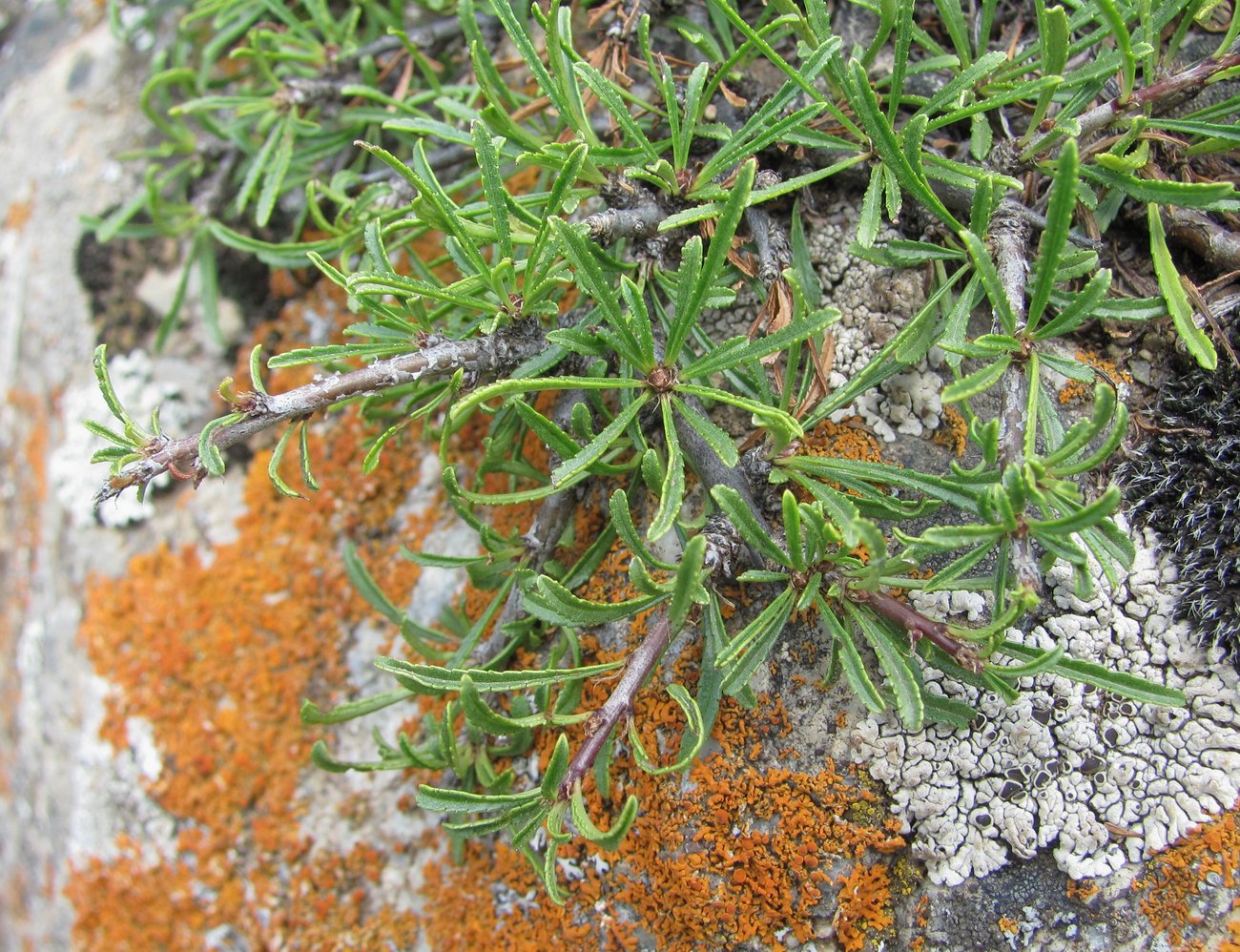 Image of Rhamnus tortuosa specimen.