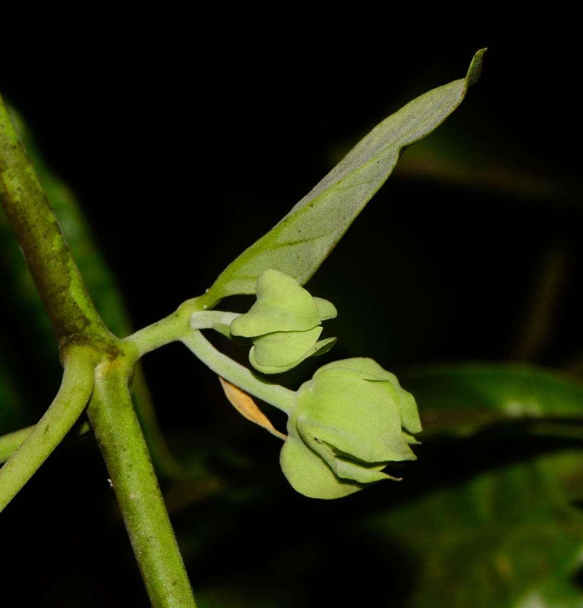 Image of Araujia sericifera specimen.