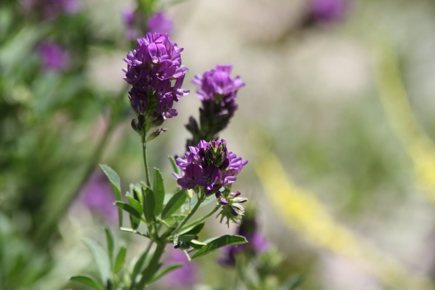 Image of Medicago sativa specimen.