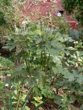 Anemone hupehensis. Плодоносящее растение. Украина, г. Запорожье, клумба. 10.09.2017.