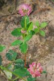 Trifolium hybridum ssp. elegans