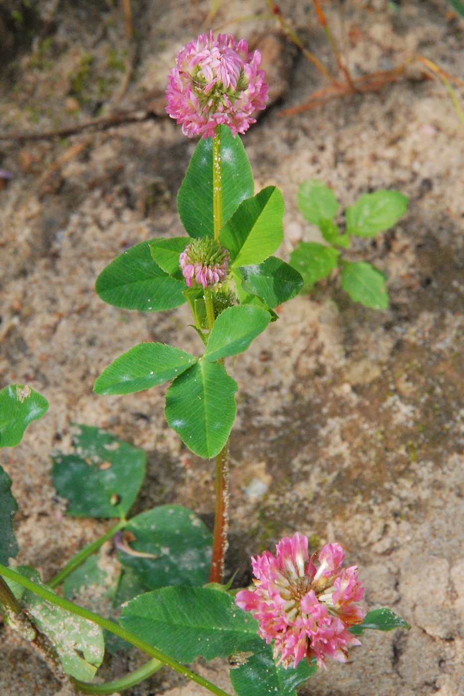 Изображение особи Trifolium hybridum ssp. elegans.