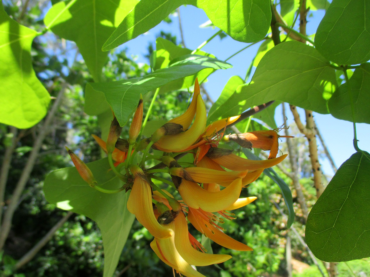 Изображение особи Erythrina vespertilio.