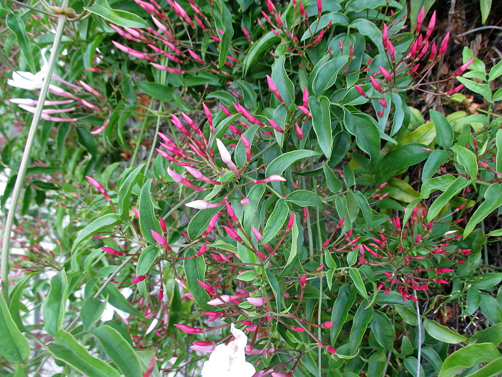 Image of Jasminum polyanthum specimen.