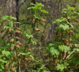 Ribes atropurpureum. Верхушки цветущих побегов. Восточный Казахстан, Глубоковский р-н, окр. с. Тарханка, высокий берег ручья. 10.05.2017.