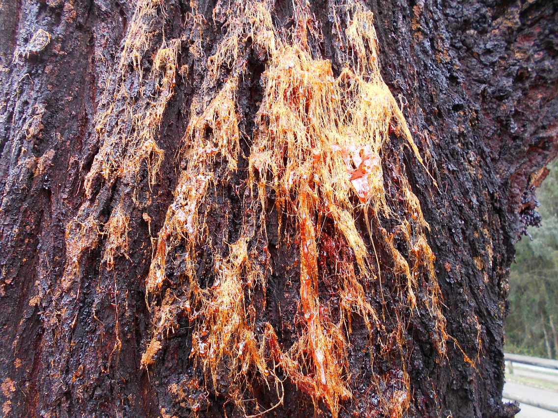 Image of Corymbia gummifera specimen.