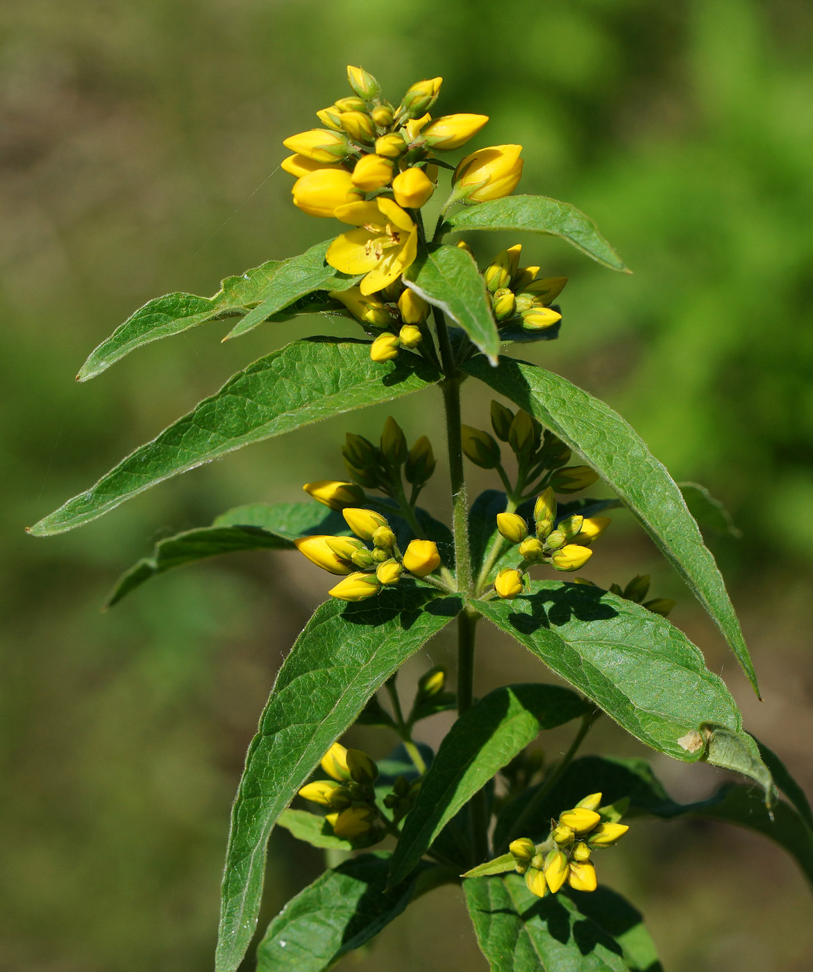 Изображение особи Lysimachia vulgaris.