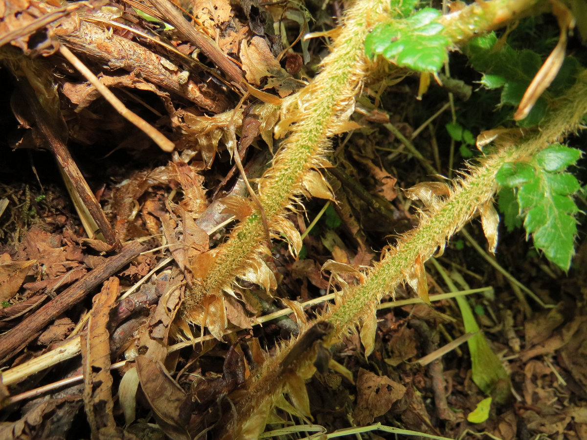 Image of Polystichum braunii specimen.