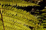 Dryopteris filix-mas. Часть вайи (абаксиальная сторона). Средний Урал, Пермский край, Добрянский р-н, 3 км от ст. Ярино к востоку, смешанный лес. 14 октября 2017 г.