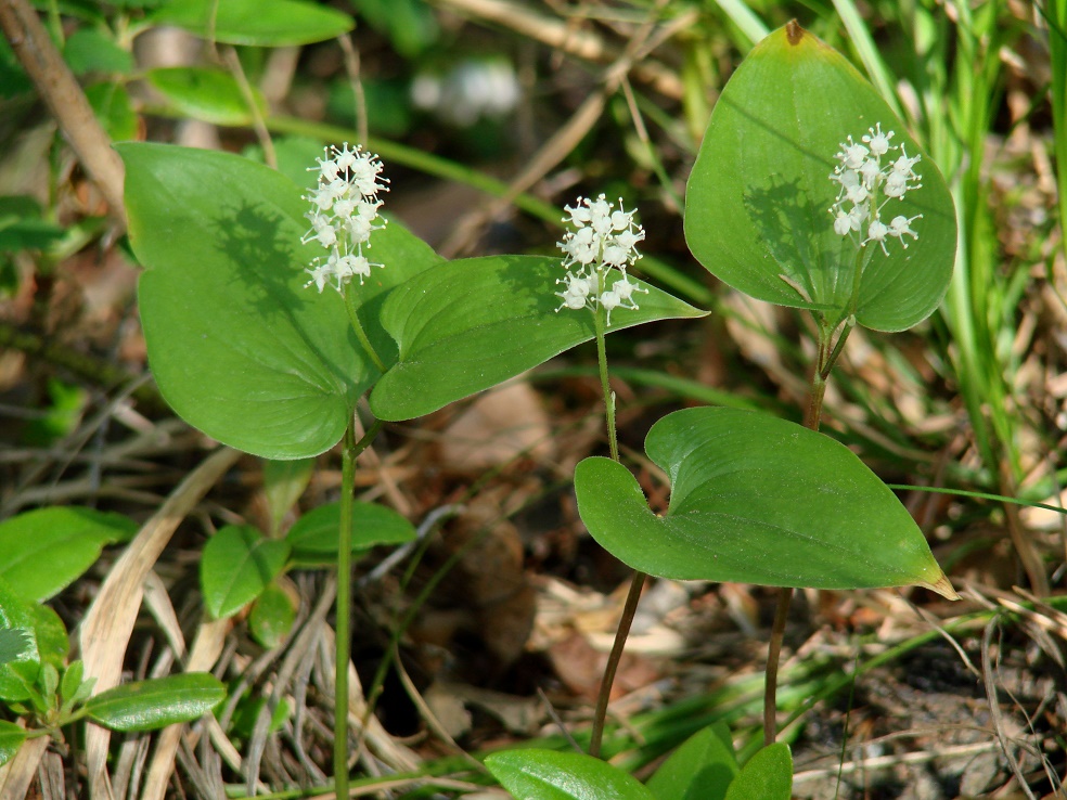 Изображение особи Maianthemum bifolium.