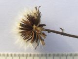 Crepis sibirica