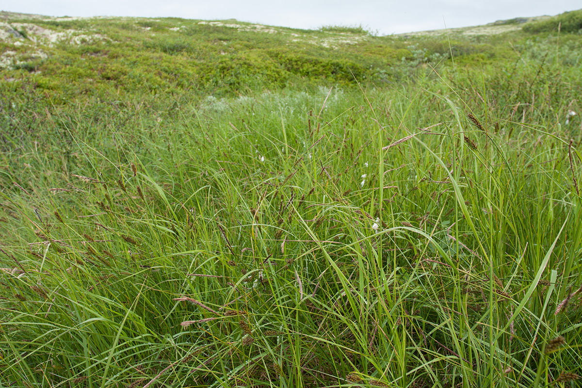 Изображение особи Carex lasiocarpa.