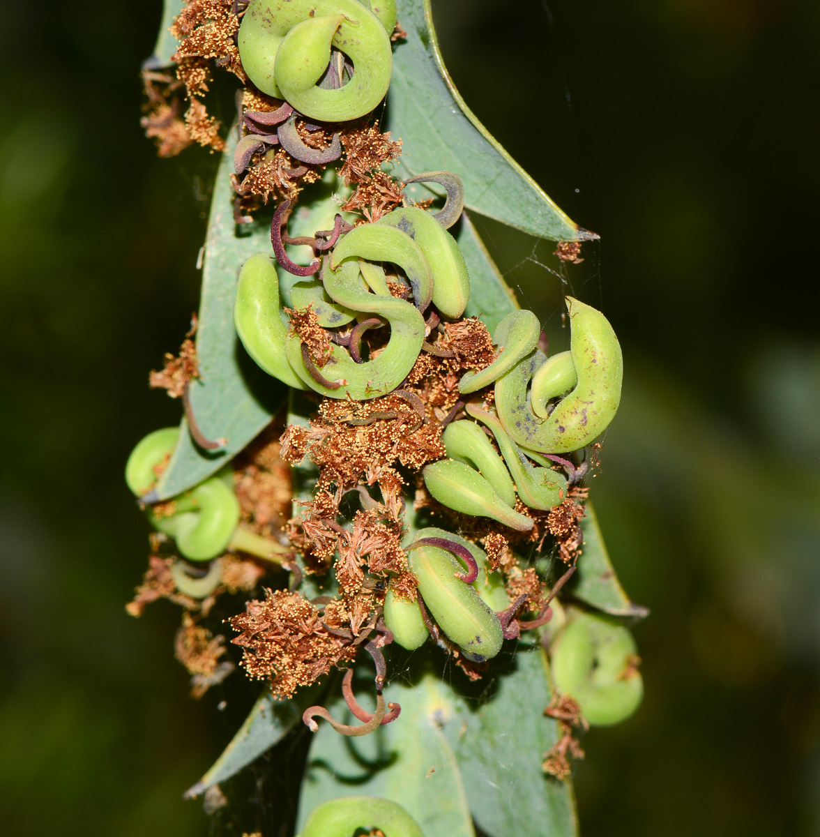 Изображение особи Acacia glaucoptera.