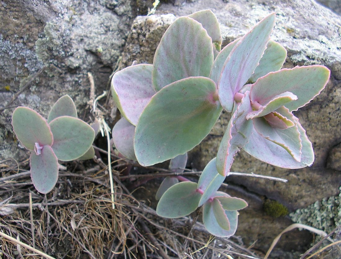 Image of Hylotelephium stepposum specimen.