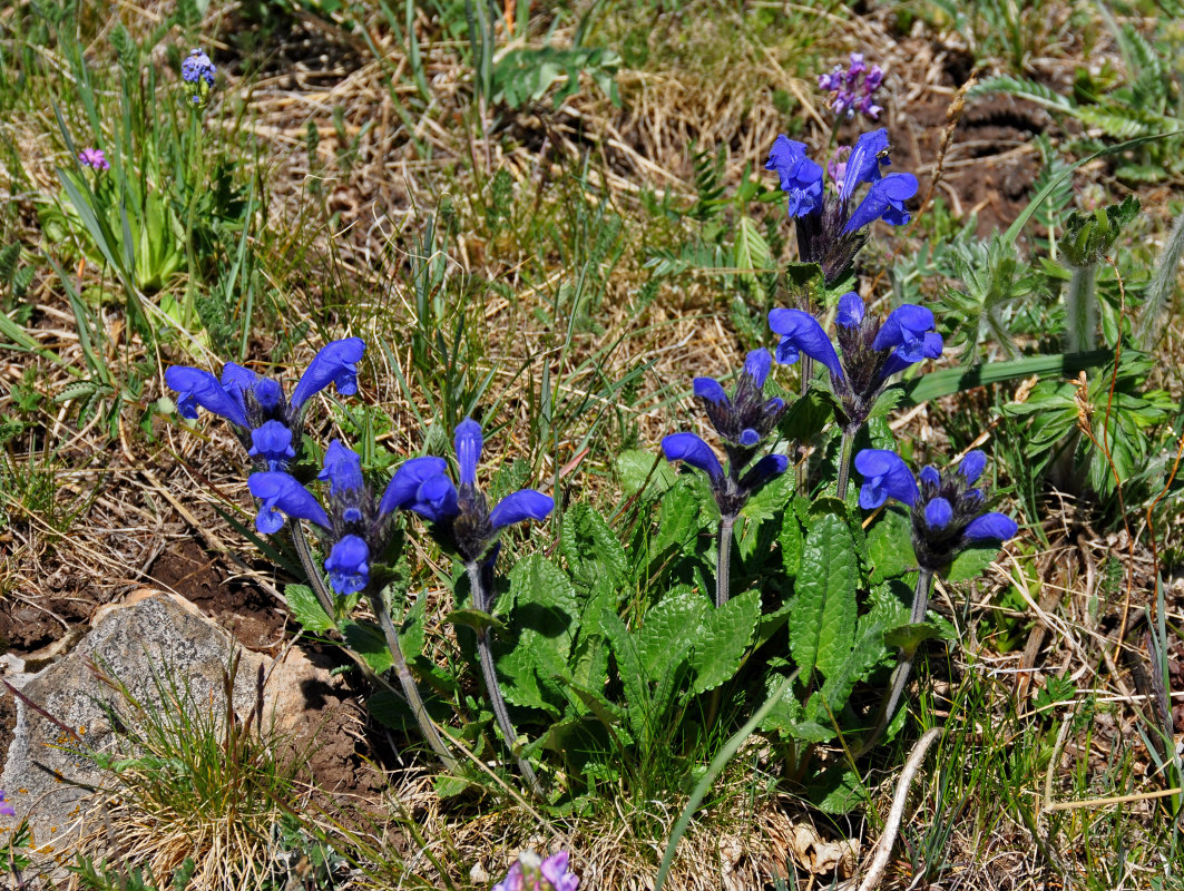 Image of Dracocephalum grandiflorum specimen.