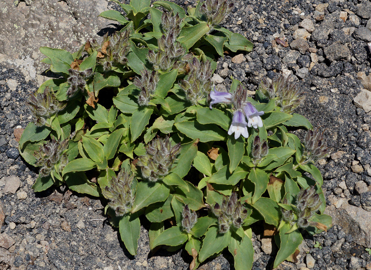 Image of Pennellianthus frutescens specimen.