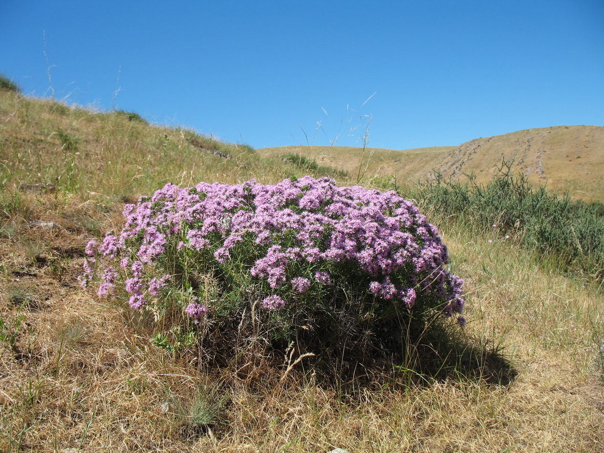 Изображение особи Acanthophyllum pungens.